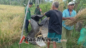 Wujud Nyata Pendampingan Petani: Babinsa Sumberkima Gelar Pengubinan Padi