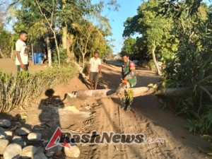 Babinsa Koramil Naikliu Gotong Royong Tebang Pohon Bersama Warga