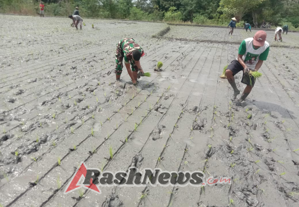 Wujud Kepedulian TNI, Babinsa Pahunga Lodu Dampingi Petani di Musim Tanam