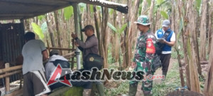 Babinsa Puhu Dorong Peternak Waspada PMK, Dampingan Vaksinasi Sapi Berjalan Lancar