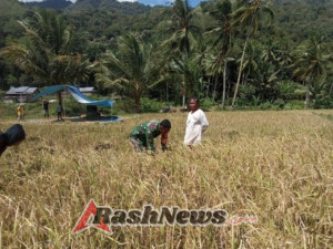 Gotong Royong Babinsa dan Petani, Wujudkan Hasil Panen Lebih Optimal