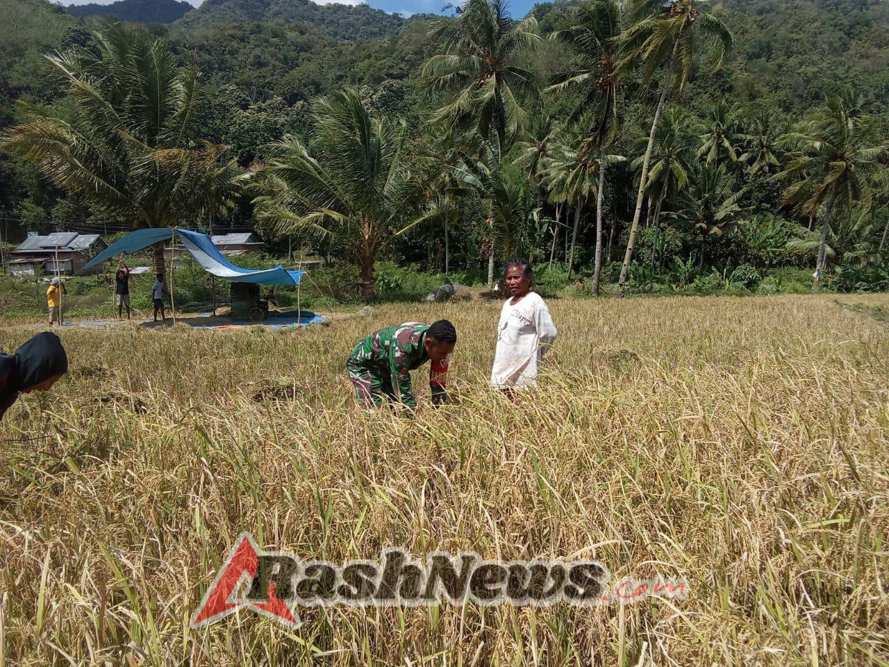 Gotong Royong Babinsa dan Petani, Wujudkan Hasil Panen Lebih Optimal