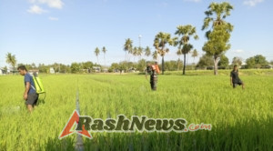 Babinsa Kodim 1601/Sumba Timur Aktif Bantu Petani Lawan Hama Padi