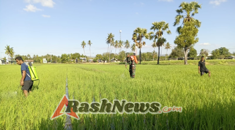 Babinsa Kodim 1601/Sumba Timur Aktif Bantu Petani Lawan Hama Padi