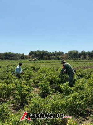 Babinsa Koramil 1627-02/PB Dampingi Petani Desa Tesabela Panen Cabai