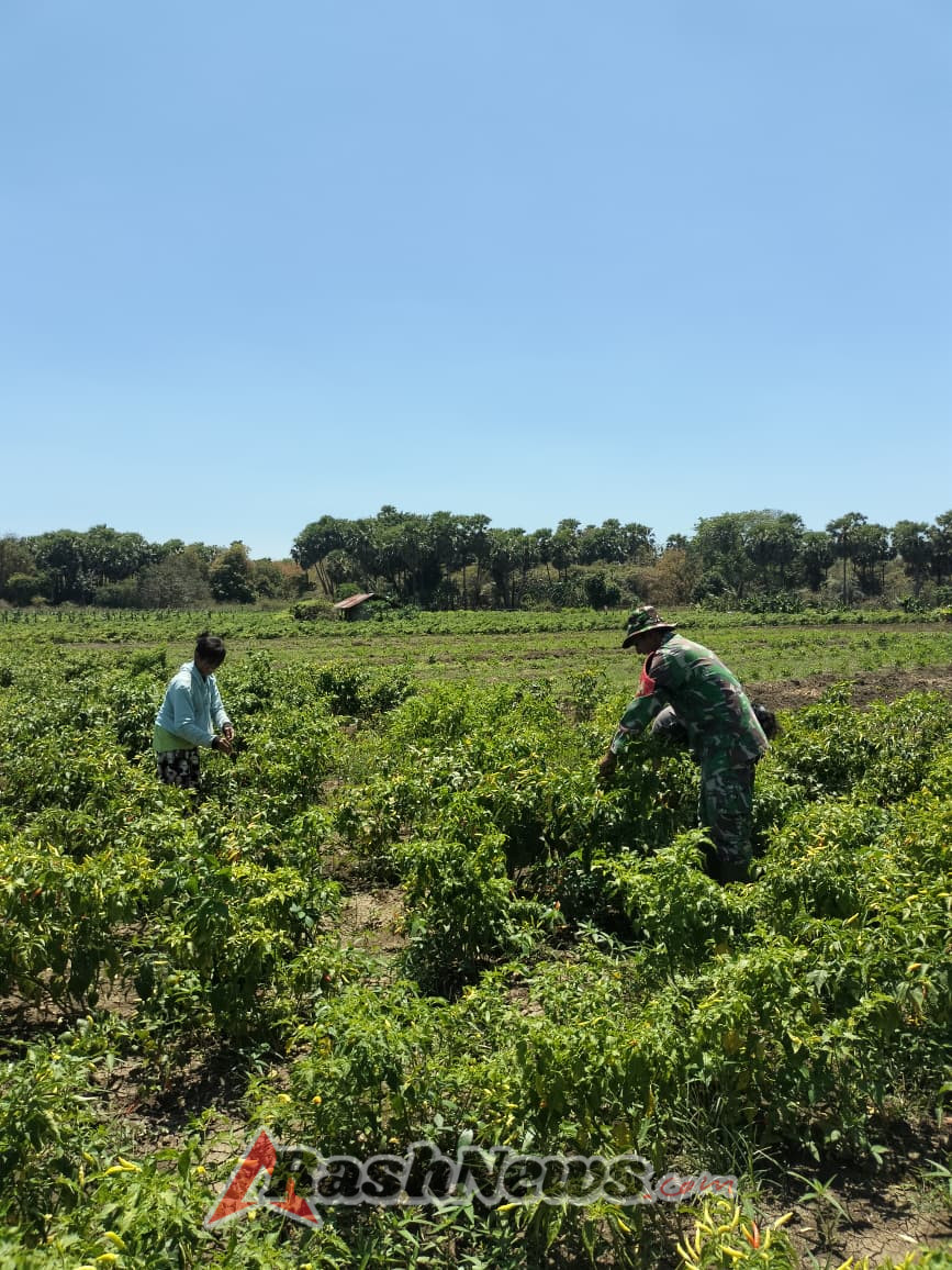 Babinsa Koramil 1627-02/PB Dampingi Petani Desa Tesabela Panen Cabai