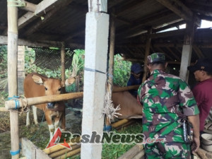 TNI Hadir di Tengah Peternak, Danramil Gianyar Pastikan Vaksinasi PMK Berjalan Aman