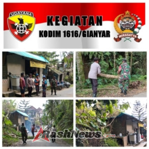 Babinsa Tegallalang Koordinasi dengan Perangkat Desa Atasi Dampak Bencana Pohon Roboh