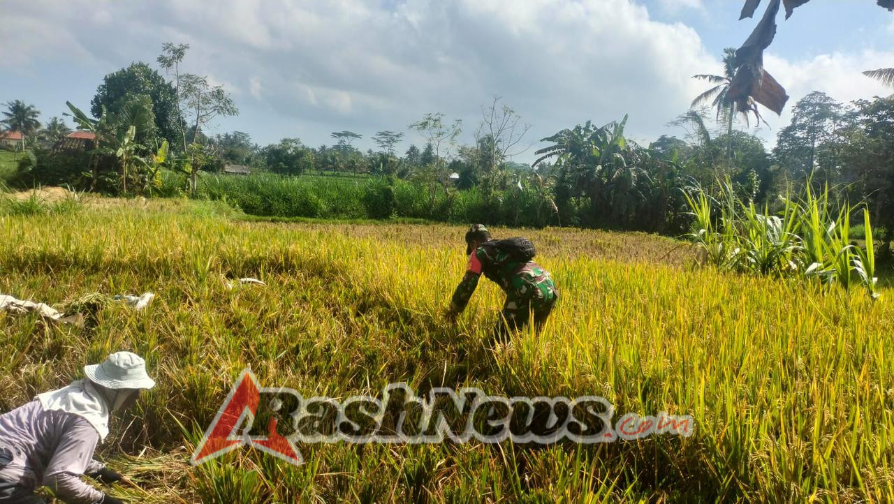 Sinergi TNI dan Petani, Babinsa Koramil 01/Bangli Ikut Panen Padi di Subak Jero