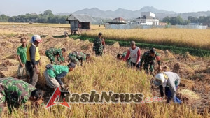 Koramil Rasana’e Kerahkan 17 Personil Bantu Masyarakat Panen Padi, Tingkatkan Ketahanan Pangan Lokal