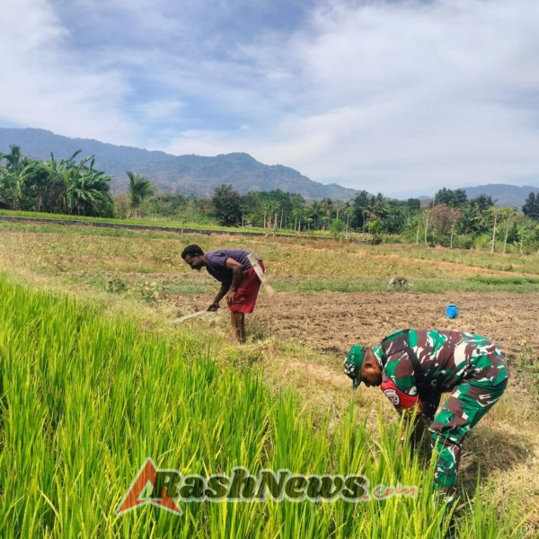 TNI dan Petani Bersinergi Wujudkan Ketahanan Pangan di Alor Timur Laut