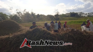 Tingkatkan Produktivitas, Babinsa Dampingi Petani Rontok Padi