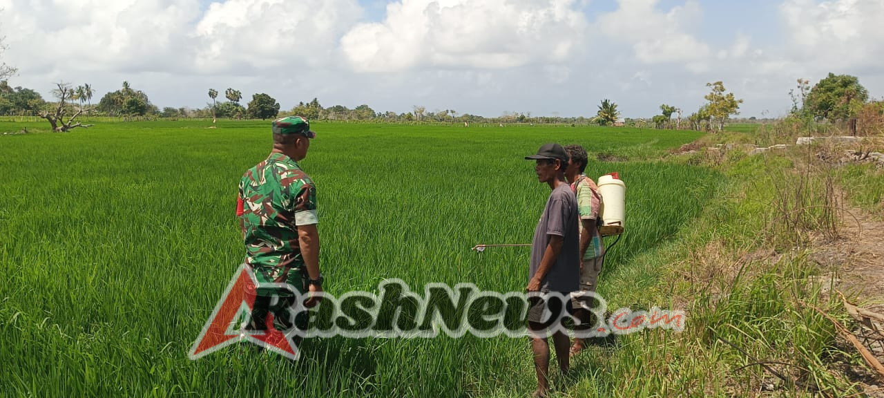 Babinsa Koramil 03/Pahunga Lodu Bersama Petani Lakukan Penyemprotan Tanaman Padi