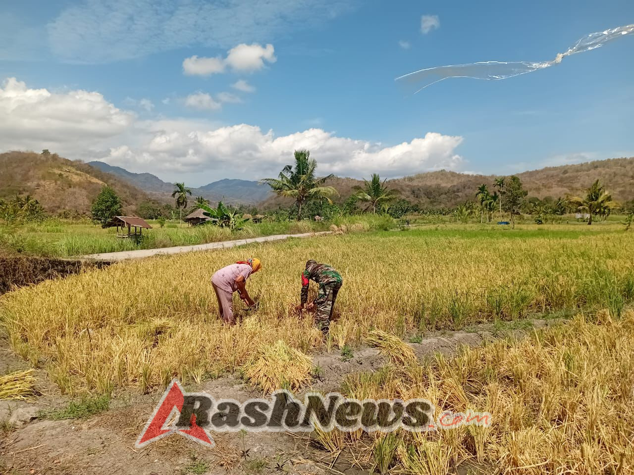 Babinsa Tanglapui Timur Dorong Petani Segera Olah Lahan Pasca Panen
