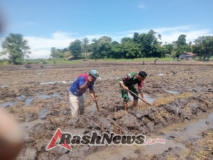 Babinsa Koramil 1612-03/Borong Bantu Petani Bajak Sawah di Desa Nanga Labang