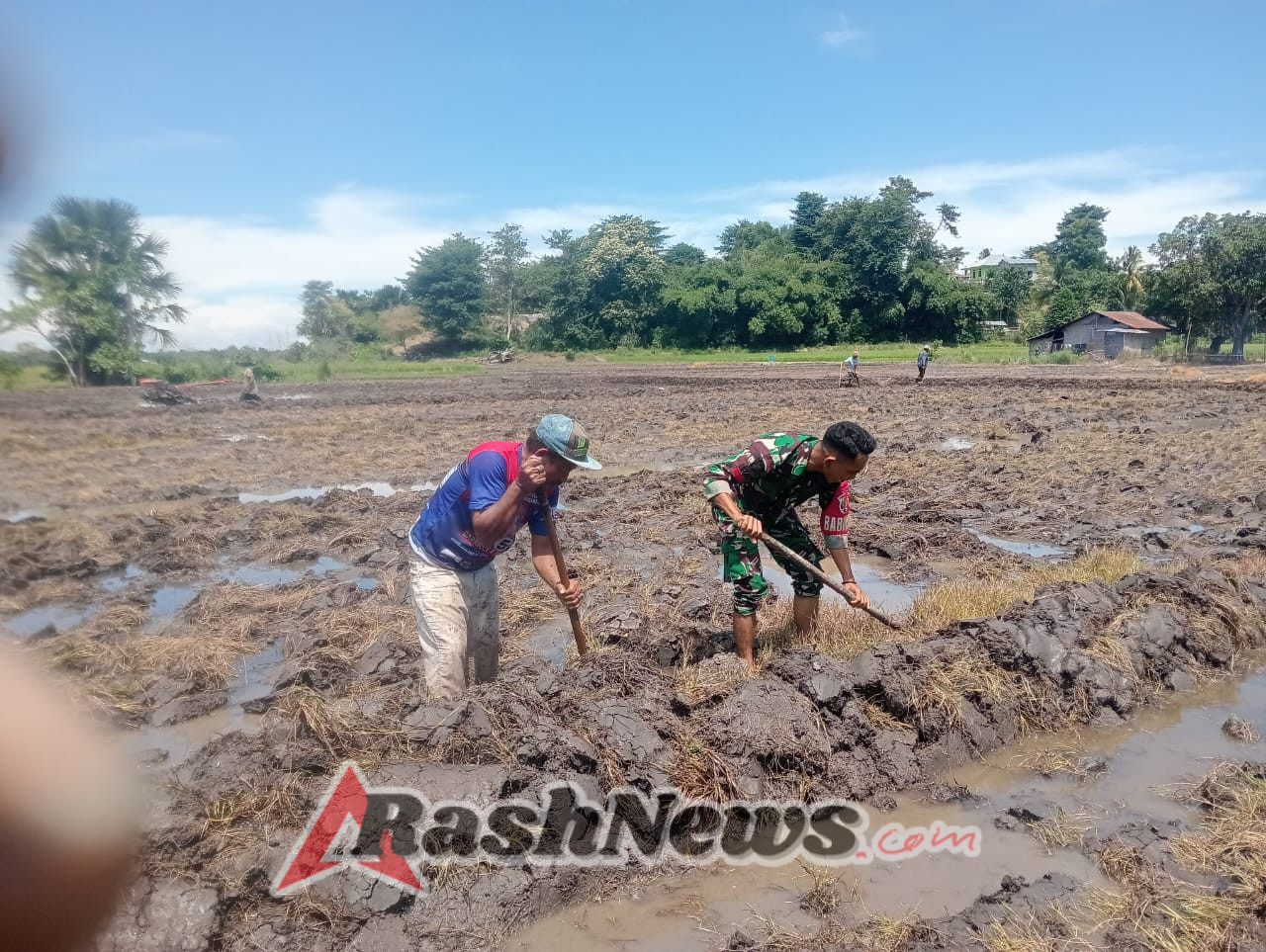 Babinsa Koramil 1612-03/Borong Bantu Petani Bajak Sawah di Desa Nanga Labang