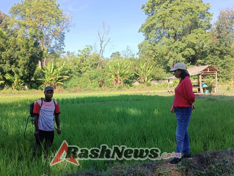 Babinsa Sertu Densius Berno Hadir di Tengah Petani, Wujudkan Ketahanan Pangan di Wilayah Binaan
