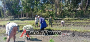 Sinergi TNI dan Petani: Babinsa Tabundung Terjun Langsung di Lahan Persawahan