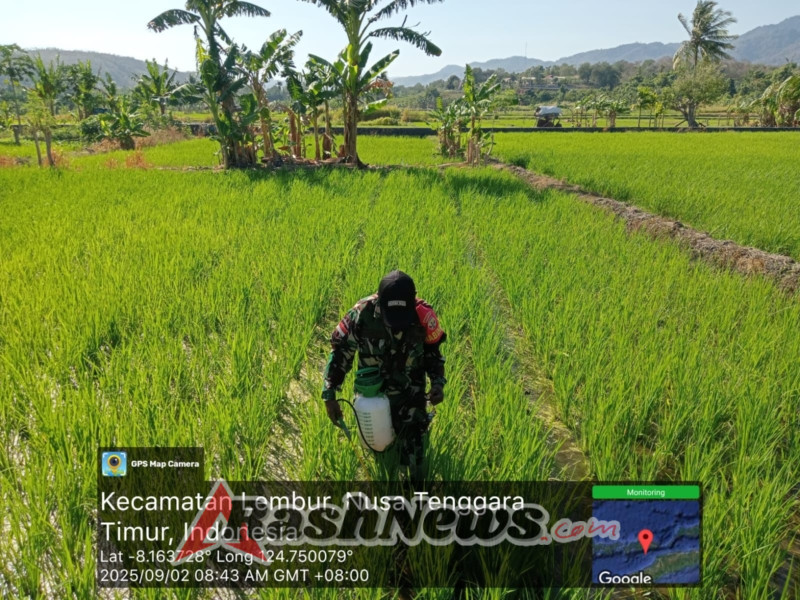 Komsit Babinsa di Lahan Demplot, Dukung Program Ketahanan Pangan Nasional