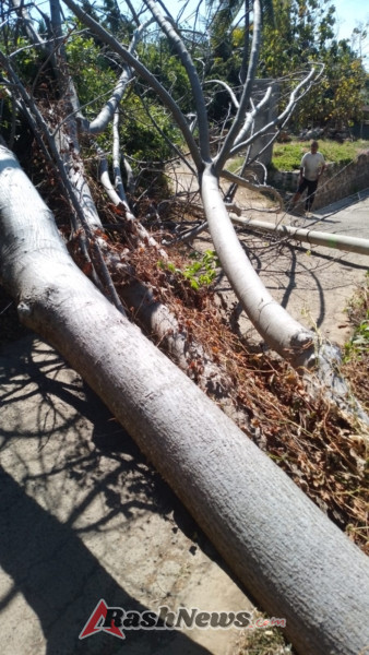 Pohon Tumbang Timpa Tiang Listrik di Anturan, Babinsa dan Warga Sigap Lakukan Evakuasi