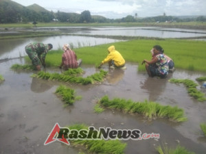 Babinsa Kodim 1601/Sumba Timur Dukung Ketahanan Pangan Bersama Petani Mauliru