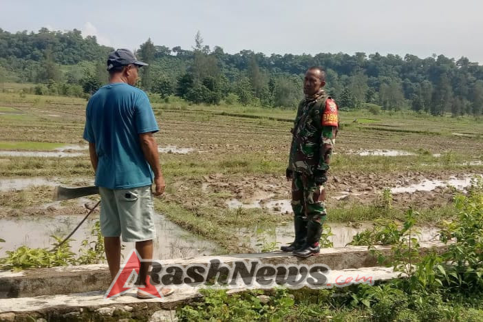 Babinsa Koramil Weluli Dampingi Petani Pantau Pertumbuhan Tanaman Padi