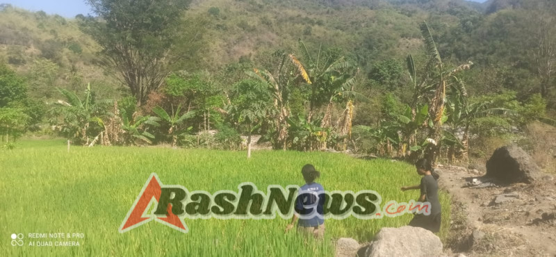 Babinsa Koramil Maurole Berperan Aktif dalam Pengawasan dan Dukungan Pertanian di Kotabaru