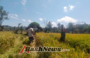 Dekat dengan Rakyat, Babinsa Dampingi Panen Padi di Dusun Langai