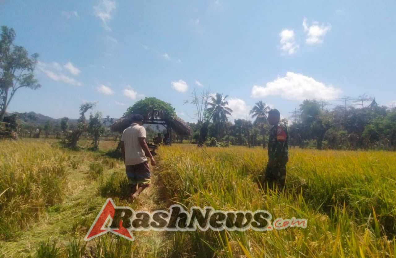 Dekat dengan Rakyat, Babinsa Dampingi Panen Padi di Dusun Langai