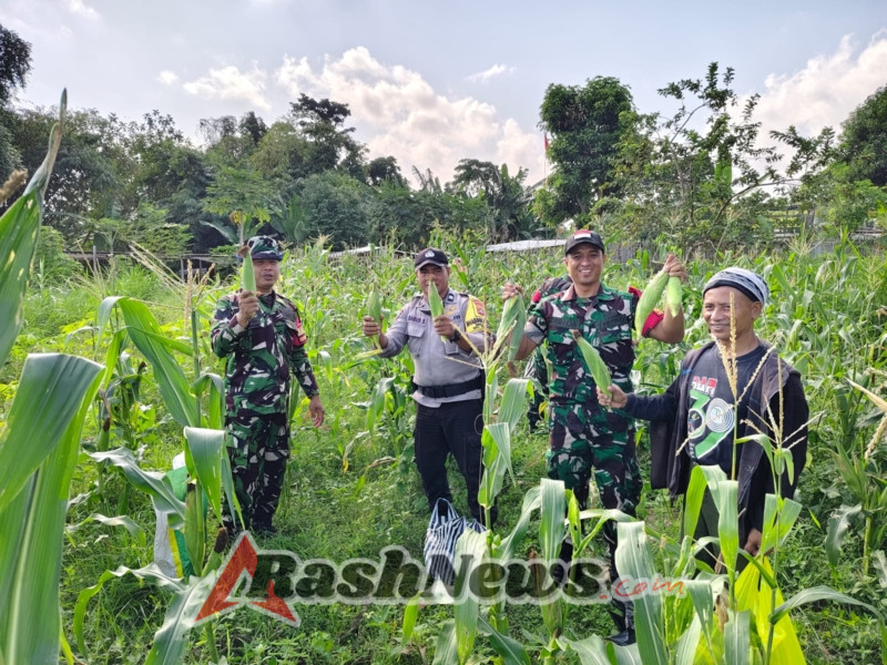 Hanpangan Binaan Kodim Klungkung Panen Jagung Bersama
