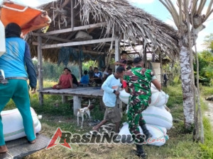 Panen Padi Gunakan Mesin, Babinsa Pahunga Lodu Aktif Bantu Petani di Wulla Waijelu