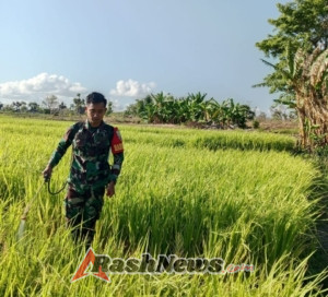 Perkuat Sektor Pertanian, Babinsa Rindi Umalulu Aktif Bantu Petani Semprot Tanaman Padi