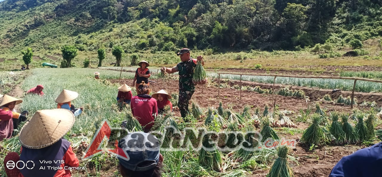 TNI Bersama Rakyat: Babinsa Hadir di Tengah Sawah