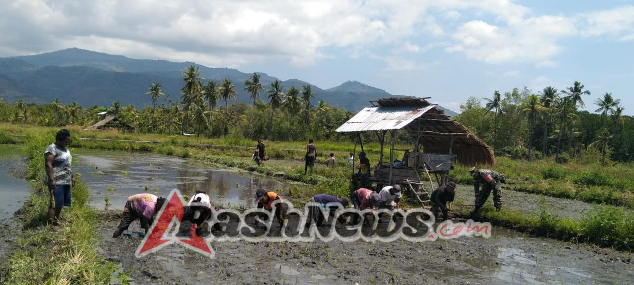 Babinsa Koramil Kalabahi Turun ke Sawah Bantu Penanaman Padi