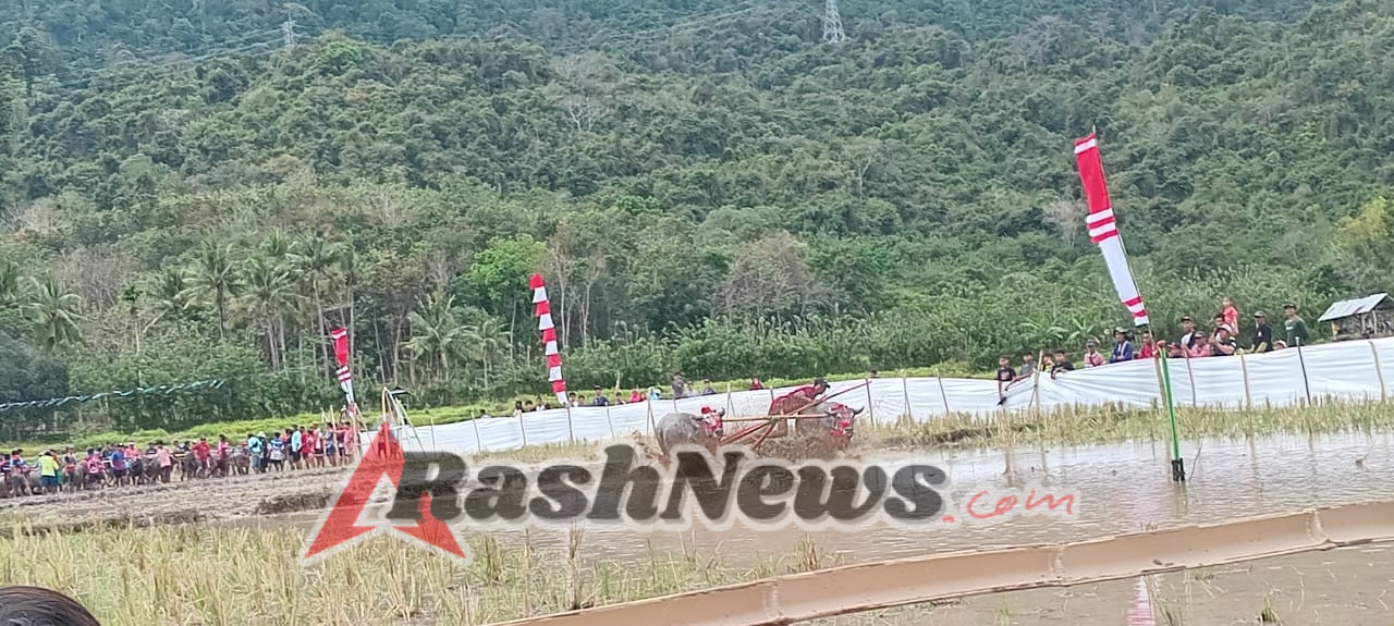 Babinsa Desa Sekongkang Atas Dukung Kelestarian Budaya Lokal Lewat Festival Barapan Kebo