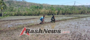 Pendampingan Hanpangan, Babinsa Tabundung Terus Dekat dengan Rakyat