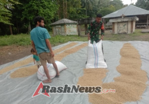 Babinsa Koramil 03/Pahunga Lodu Hadir di Tengah Warga Bantu Proses Penjemuran Padi