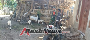 Ajak Warga Binaan Mandiri Pangan, Babinsa Pantau Peternak Kambing Di Sasake