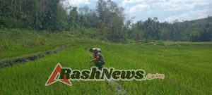 Babinsa Bersama Petani: Sinergi Wujudkan Swasembada Pangan di Tabundung