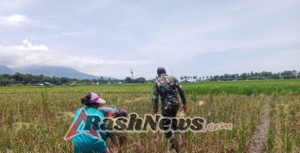 Silaturahmi di Sawah: Babinsa dan Petani Watu Nggene Wujudkan Ketahanan Pangan