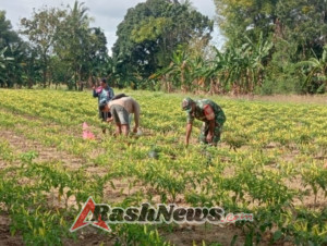 Dukung Peningkatan Ekonom Masyarakat, Babinsa Bantu Petani Panen Cabai