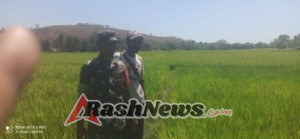 Babinsa Kodim 1602/Ende Dampingi Petani Pantau Perkembangan Tanaman Padi di Kotabaru