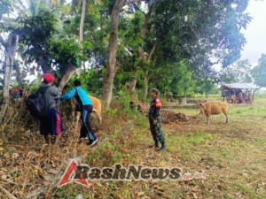 Sinergi Babinsa dan Tim Kesehatan Hewan Tingkatkan Ketahanan Ternak