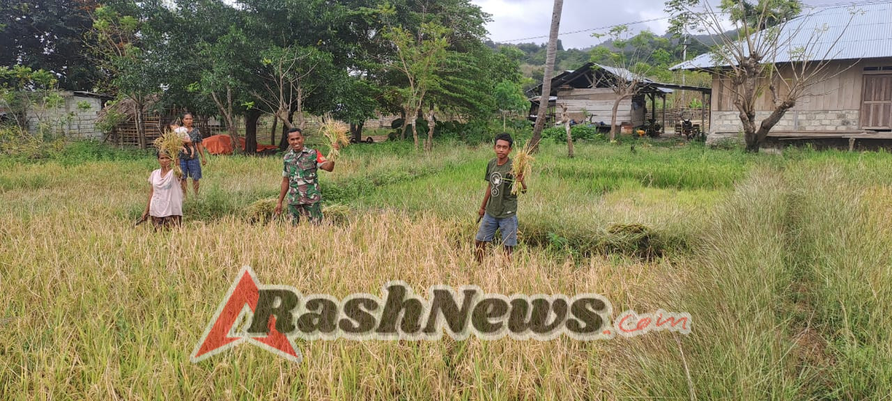 Wujud Nyata Ketahanan Pangan, Babinsa Karera Turun ke Sawah Bantu Panen Padi