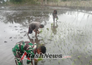 Wujudkan Swasembada Pangan, Babinsa Bantu Petani di Kecamatan Pahunga Lodu