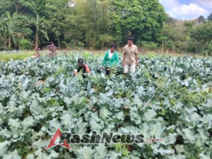 Babinsa Airnona Ajak Warga Tingkatkan Produktivitas Tanaman Brokoli