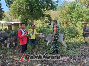 TNI–Polri Bersama Puskeswannak Dukung Program Registrasi dan Vaksinasi Ternak di Sumbawa Barat