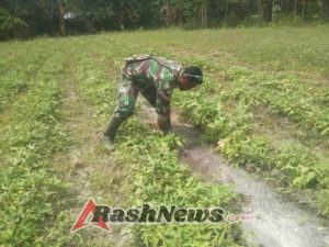 Kebersamaan TNI dan Warga, Babinsa Koramil 05/Waingapu Dampingi Petani Rawat Ubi Jalar