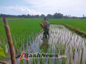 Babinsa Kodim 1602/Ende Aktif Komsos dan Bantu Petani di Wilayah Binaan Maurole