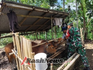 Kepedulian Babinsa: Dampingi Satgas PMK Vaksinasi 151 Sapi Milik Warga Desa Taro